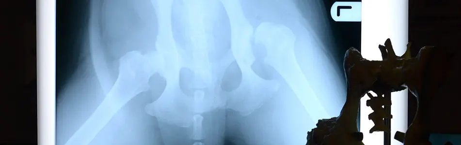 animal x ray